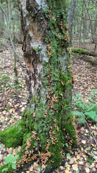 А я тож добавлю...чего уж...