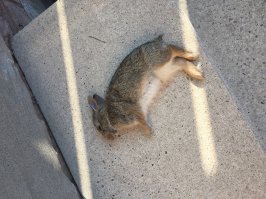 мой кот принес закуску,дайте водки