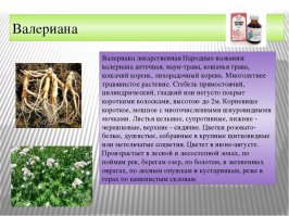 Что с ними?  Конопля или валериана?