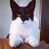 Я один обратил внимание на то, что у этого котявки "пальчиков" многовато?