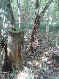 Сегодня. Тульская область, Суворовский район