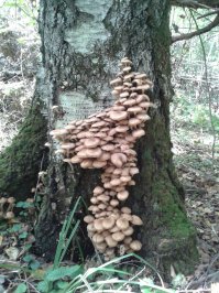 Сегодня. Тульская область, Суворовский район