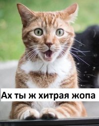 Осторожно! Кот-гопник из Оклахомы заберёт все ваши денежки