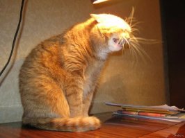 ну как то так...