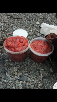 Это летом я ловил так называемого лосося) на самом деле кета и горбуша, каждое лето тысячи и миллионы рыб заходят в лиман.. стоят заводы, рыбу принимают у населения, чтоб не разбрасывали.. и людям есть куда девать ценные породы и заводы делают свой план.. а я на готовил вкуснейшей икры и продаю ее теперь) ну и рыбы наморозил полный ларь