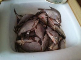 Да)). Только вот <span style='color:gray'>[мат]</span> варю из голов семги, так что смысл кидать ее фотки нет. А вот рыбка - да! Люблю и рыбачить, и рыбку потом трескать, кошачья моя душа). За качество сорри, нет фотика, да и рыбка моя помельче, но пофиг, все равно вкусно))