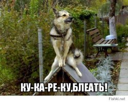 Второй этаж для собаки