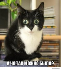 Осторожно! Кот-гопник из Оклахомы заберёт все ваши денежки