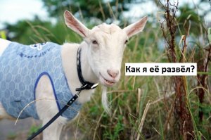 Японка 8 лет живёт со своим лучшим другом-козлом