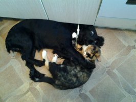 Когда между кошками и собаками что-то пошло не так