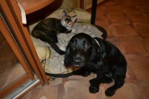 Когда между кошками и собаками что-то пошло не так