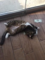 Сдаётся мне, что это всё-таки Леди, а не Сэр