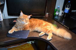 рыжий - мейн что ли? У нас почти такой же)))
У нас кстати тоже собака (такса) живет с двумя котами ))