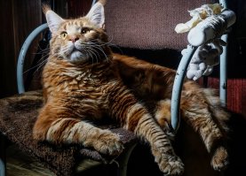 Ага. Нашему в декабре 1 год будет. :)