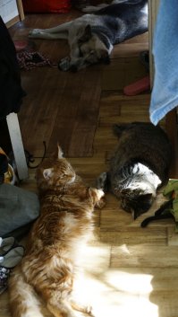 У нас собака тоже бегает за котами, только не покусать, а просто понюхать. Теперь живёт с двумя аболтусами.