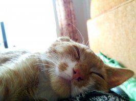 Вот такая наглая рыжая морда две недели назад наверное  лизнула возле подъезда  мою морду,признаюсь был малёха подшофэ,выходной как ни как... Теперь у меня есть Семён, ободранные руки и обои и в шесть утра подъём без выходных...