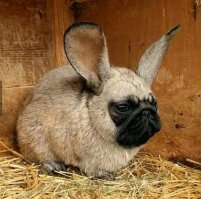 Ну не кот конечно,и не птица но тоже прикольный