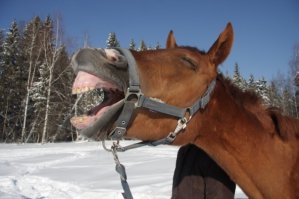 Табун лошадей на дороге