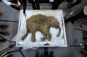 Сибирь - родина слонов!