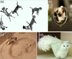 Приз по ФИЗИКЕ достался Марку-Антуану Фардану (Marc-Antoine Fardin) за исследование 2014 года в области гидродинамики, озаглавленное  О реологии кошек . Реология   раздел физики, который изучает текучесть и деформации вещества. Опираясь на фотографии из интернета с котами в банках, коробках и на странных поверхностях, Фардан доказывает, что Felis catus может вести себя и как твердое тело, и как жидкость, принимая форму сосуда.

За численную характеристику жидкостных/твердотельных свойств материала Фардан принял число Деборы   отношение между временем релаксации и временем наблюдения, которое в реологии используется для измерения текучести. Для кошек число Деборы часто оказывается близким к единиц. Это говорит о том, что иногда котики ведут себя как жидкость, причем чем старше кошка, тем более жидкой она может становиться  в отличие от напряжённых котят , а самые старые коты, по некоторым расчётам ученого, способны переходить в газообразное состояние.