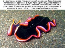 Так вот от кого гомосеки появились!