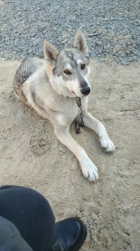 Мой пёс лайка.)))