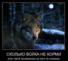 Волки умнее собак: новое исследование