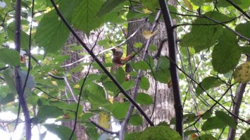 Насмотрелся,начитался про опят и поехал в лес , Лосиноостровский парк,за 30 минут два пакета