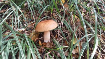 Насмотрелся,начитался про опят и поехал в лес , Лосиноостровский парк,за 30 минут два пакета