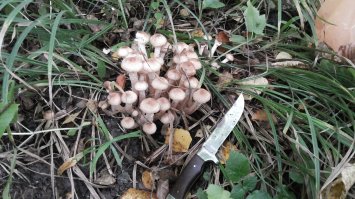 Насмотрелся,начитался про опят и поехал в лес , Лосиноостровский парк,за 30 минут два пакета