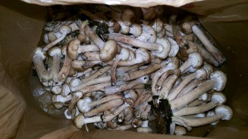 Насмотрелся,начитался про опят и поехал в лес , Лосиноостровский парк,за 30 минут два пакета