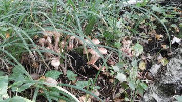 Насмотрелся,начитался про опят и поехал в лес , Лосиноостровский парк,за 30 минут два пакета