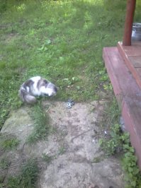 Нашел,правда не лучшее...это он змею мучает...