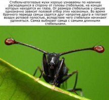 так вот от куда пошло "глаза на лоб вылезли/полезли":)