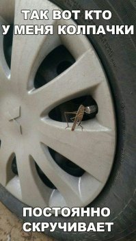 Автовсячина