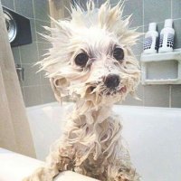 10 рычащих и очень больших кошек