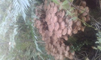 В Финляндии тоже сенокос