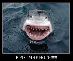 Акула запрыгнула на катер к людям и застряла