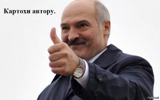 Беларусы капаюць бульбу