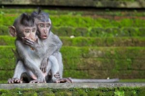 Миллионер-эколог познакомил жену со своей обезьяньей семьей