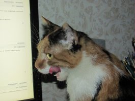 Правильное кошко читает комменты и пишет свои...