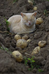 У нас тоже Батька следит за процессом, даже утомился под вечер.