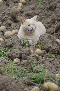У нас тоже Батька следит за процессом, даже утомился под вечер.