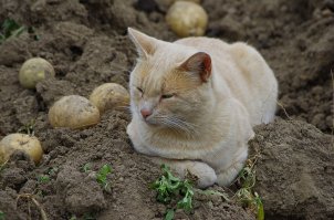 У нас тоже Батька следит за процессом, даже утомился под вечер.