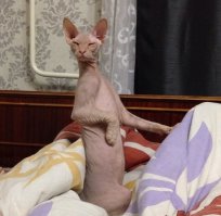 Самые невероятные наряды недели моды в Нью-Йорке