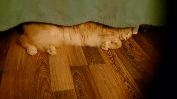 Обязанности кота