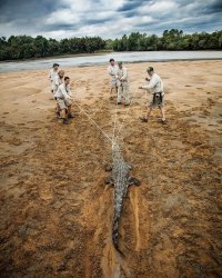 Крокодила тащат на фотосессию.
