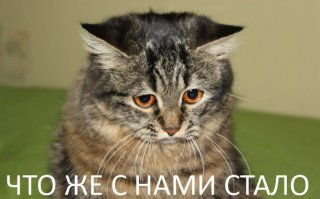 Когда дырка в голове не у питомца, а у его хозяина