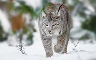 Здесь много фото из зоопарка, а вот в живую...
У меня приятель служил в каком-то месте, их там человек 7 было все в снегах и елках было. В туалет ходили на улицу с автоматом и пристегнутым (!) штыком. Когда садились по нужде штык выставляли назад, за спину.
До этого просто бывали случаи, рысь на спину прыгала, неприятности большие.