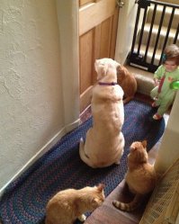 Чё за зверь в зелёном?